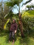 vignette Trachycarpus martianus Árboles arbustos raros