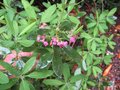 vignette Kalmia angustifolia rubra au 14 05 09