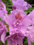 vignette Rhododendron 'Fastuosum Flore Pleno'