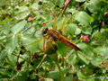 vignette Libellula fulva (Libellule fauve) femelle