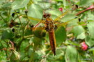 vignette Libellula fulva (Libellule fauve) femelle