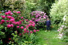 vignette Rhododendrons