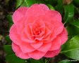 vignette Camlia, camellia non identifi  floraison trs tardive