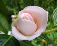 vignette Camlia ' AUBURN WHITE ' camellia hybride williamsii