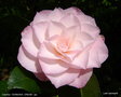 vignette Camlia ' DONNAN'S DREAM ' camellia japonica