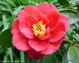 vignette Camlia ' ADOLPHE AUDUSSON ' camellia  japonica