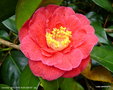 vignette Camlia ' ADOLPHE AUDUSSON ' camellia  japonica