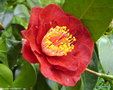 vignette Camlia ' BOB HOPE ' camellia japonica