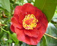 vignette Camlia ' BOB HOPE ' camellia japonica