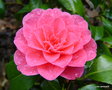 vignette Camlia, camellia non identifi  floraison trs tardive