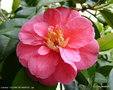 vignette Camlia ' GLOIRE DE NANTES ' camellia japonica