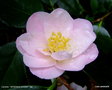 vignette Camlia ' BERENICE BODDY ' camellia japonica