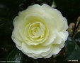 vignette Camlia ' DAHLOHNEGA ' camellia japonica