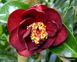 vignette Camlia ' BOB HOPE ' camellia japonica