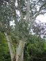 vignette Eucalyptus