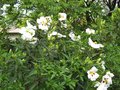 vignette Cistus Aguilari maculata et ses trs grandes fleurs au 15 05 09