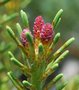 vignette Pinus parviflora 'Glauca'