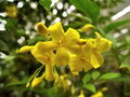 vignette Jasminum humile revolutum