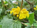 vignette Phlomis longifolia