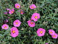 vignette Cistus x purpureus