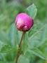 vignette Paeonia lactiflora - Pivoine herbacée 'Bunker hill'