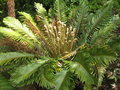 vignette Blechnum cycadifolium