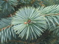 vignette Picea chihuahuana