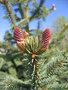 vignette Picea chihuahuana