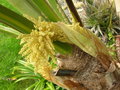 vignette Trachycarpus martianus, mle, mon jardin