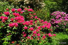 vignette Rhododendrons