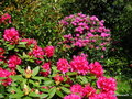 vignette Rhododendrons