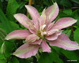 vignette Clmatite, clematis