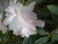 vignette fleur de rhododendron