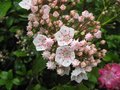 vignette Kalmia latifolia gros plan au 17 05 09