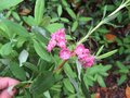 vignette Kalmia angustifolia rubra au 17 05 09