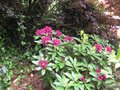 vignette Rhododendron Polar Nacht au 17 05 09