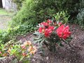 vignette Rhododendron Melville rouge  et Amber touch au 17 05 09