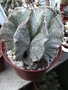 vignette Astrophytum Ornatum