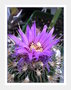 vignette Echinofossulocactus 2le floraison