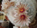 vignette Mammillaria Candida