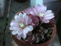 vignette Gymnocalycium Brucchii