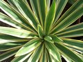 vignette yucca gloriosa variegata