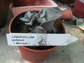 vignette Lenophyllum Gutatum