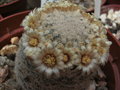 vignette Mammillaria Magallani