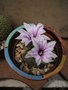 vignette Turbinicarpus sans nom