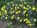 vignette euryops