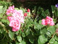 vignette rosier rose