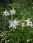 vignette Silene flos-cuculi ssp. flos-cuculi  = Lychnis flos-cuculi 'Alba' - Silne fleur-de-coucou