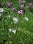 vignette Silene flos-cuculi ssp. flos-cuculi  = Lychnis flos-cuculi - Silne fleur-de-coucou