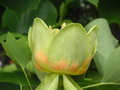 vignette Liriodendron tulipifera - Tulipier de Virginie